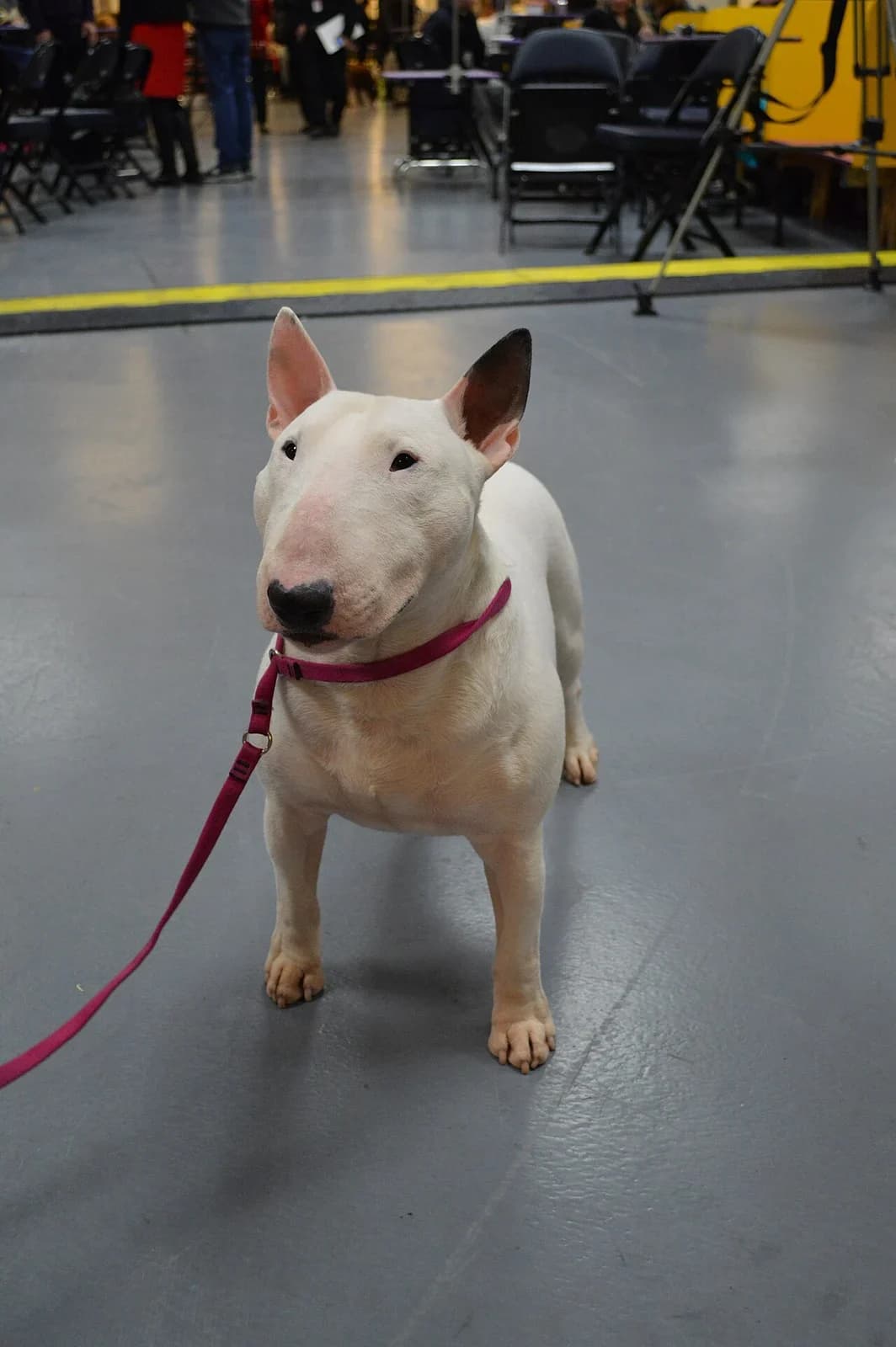 Miniature Bull Terrier in a breed-specific portrait.