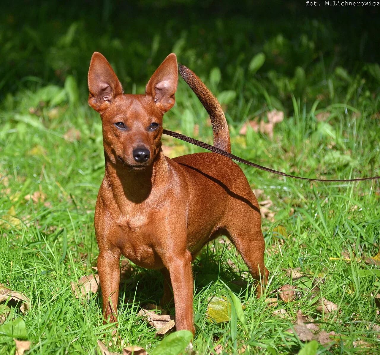 Miniature Pinscher in a breed-specific portrait.