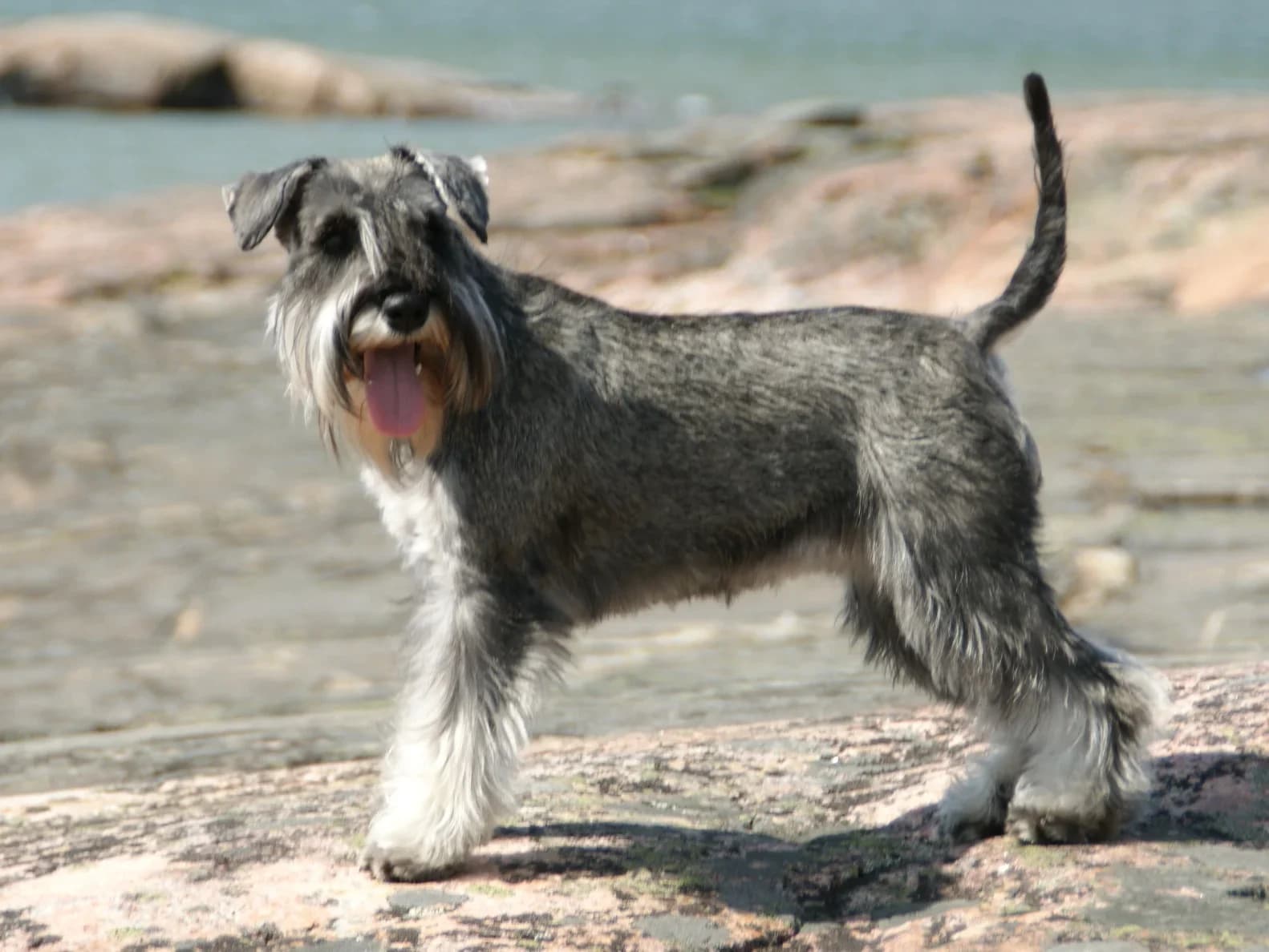 Salt-and-pepper Miniature Schnauzer standing beside the sea and looking toward the camera.