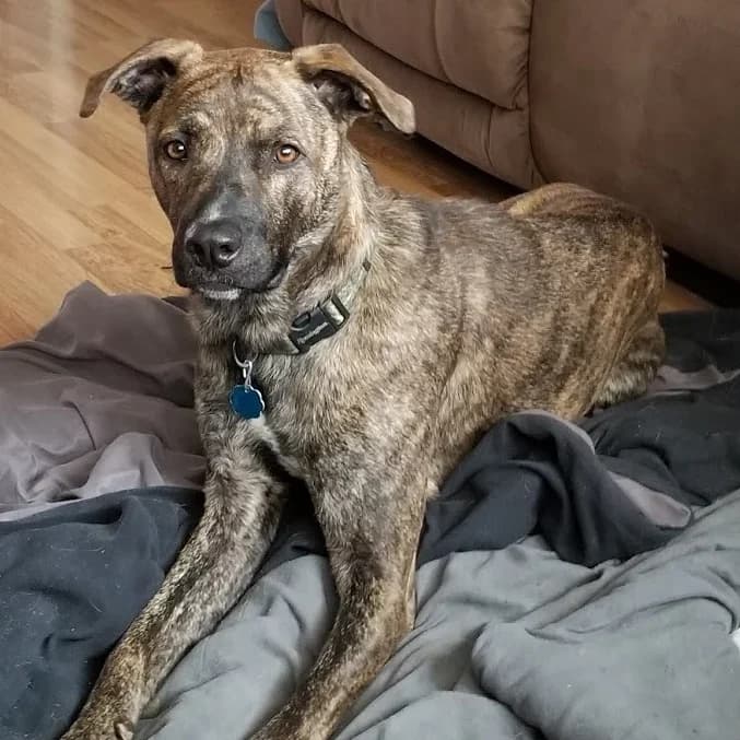 mountain cur photographed with its breed characteristics clearly visible