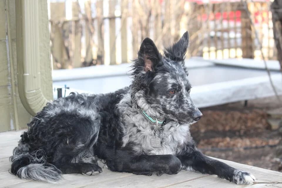 A merle Mudi resting on a porch with upright ears and a curly coat.