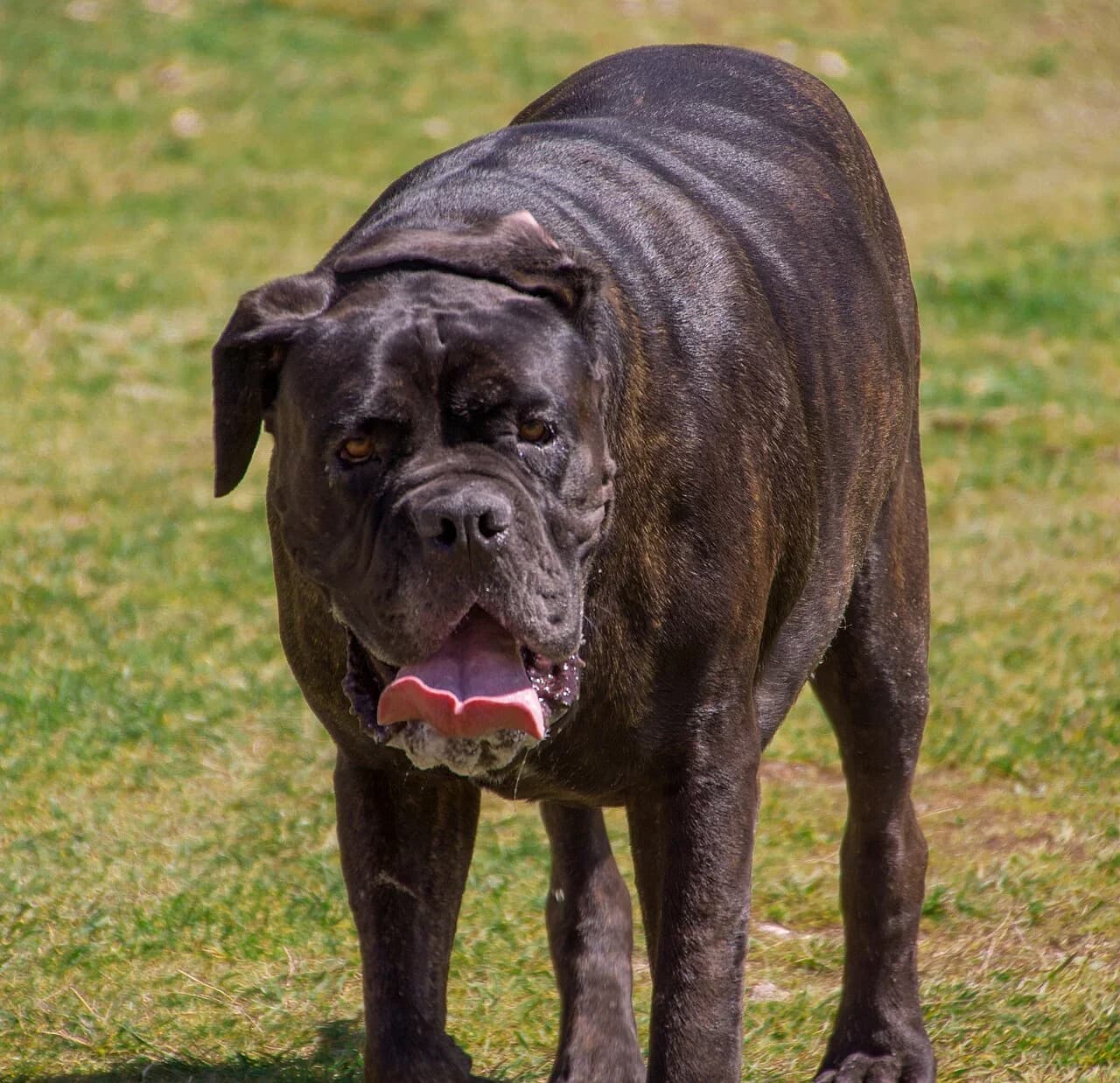 A Neapolitan Mastiff looking toward the camera on grass.