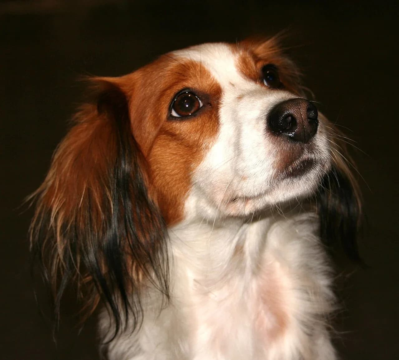 Nederlandse Kooikerhondje in a breed-specific portrait.