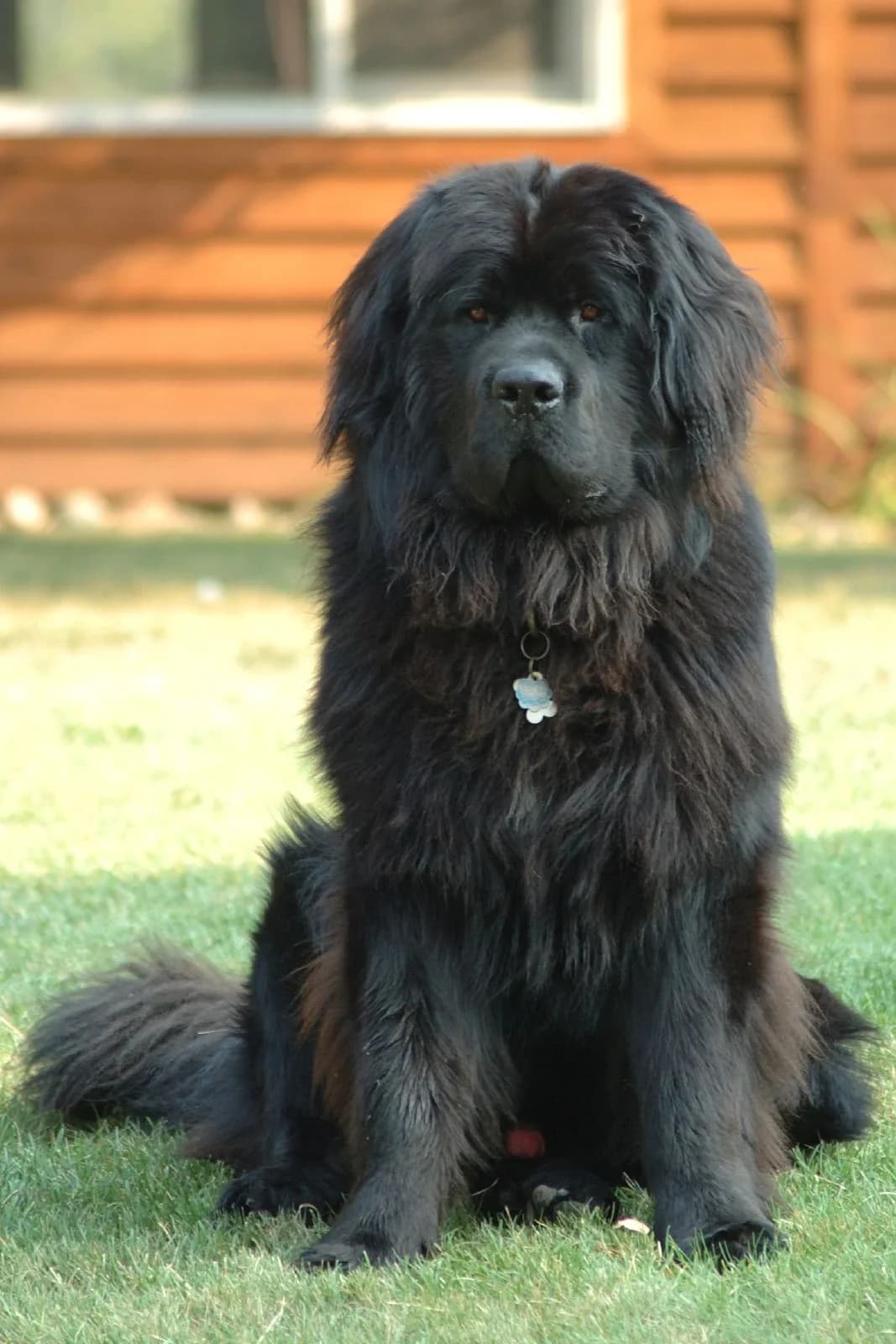 Black Newfoundland sitting on a green lawn and facing the camera.