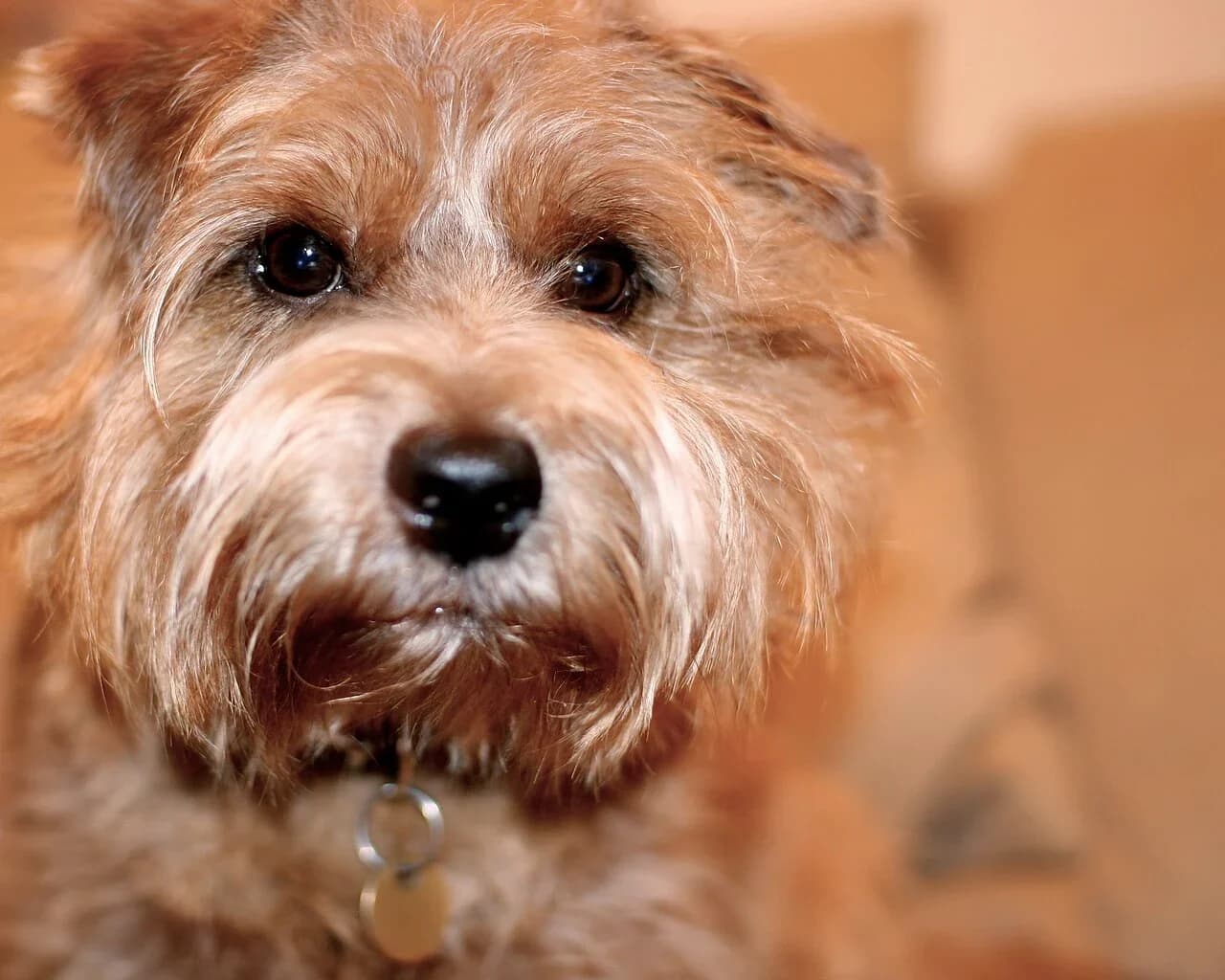 Norfolk Terrier in a breed-specific portrait.