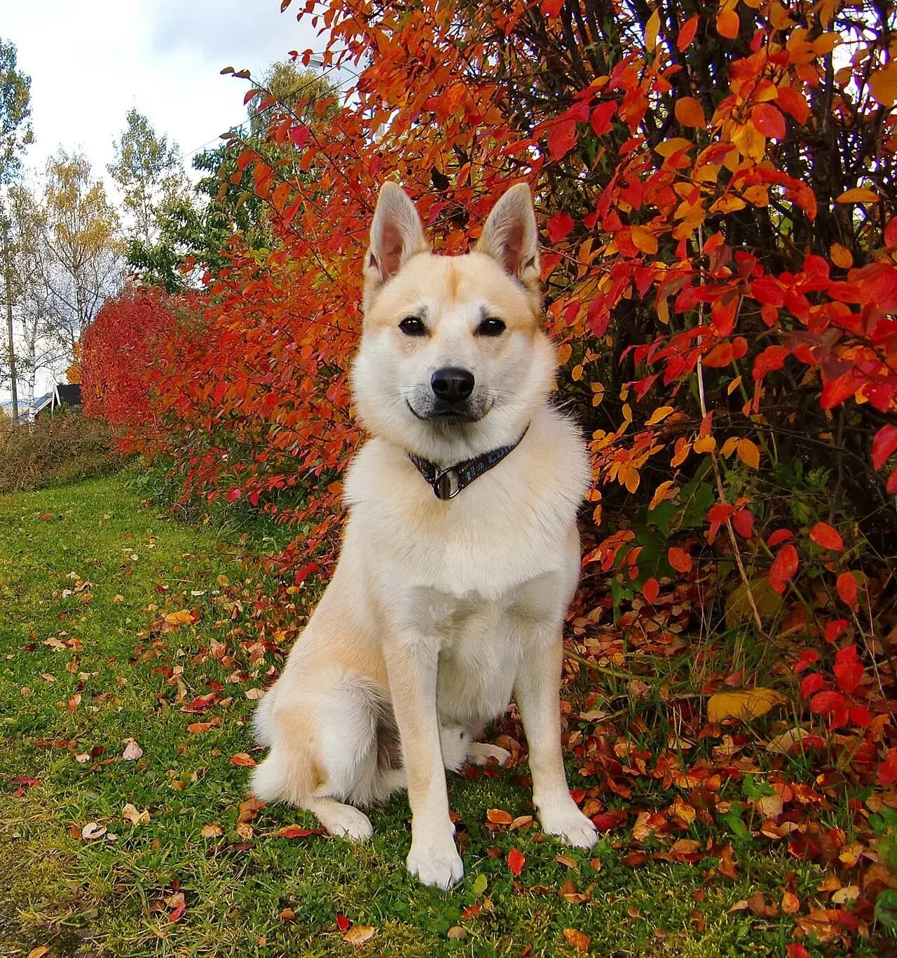 Norwegian Buhund in a breed-specific portrait.