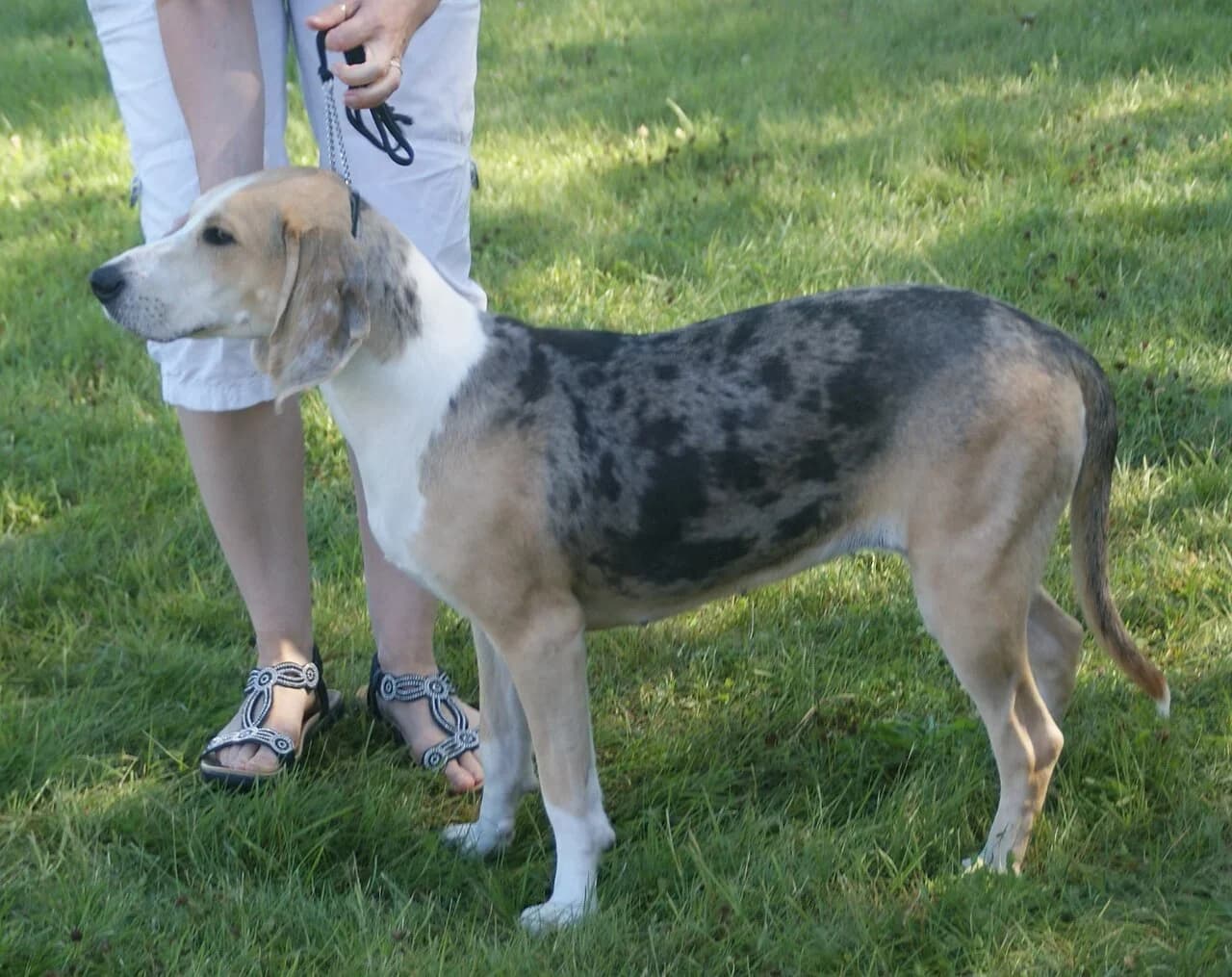Norwegian Hound in a breed-specific portrait.
