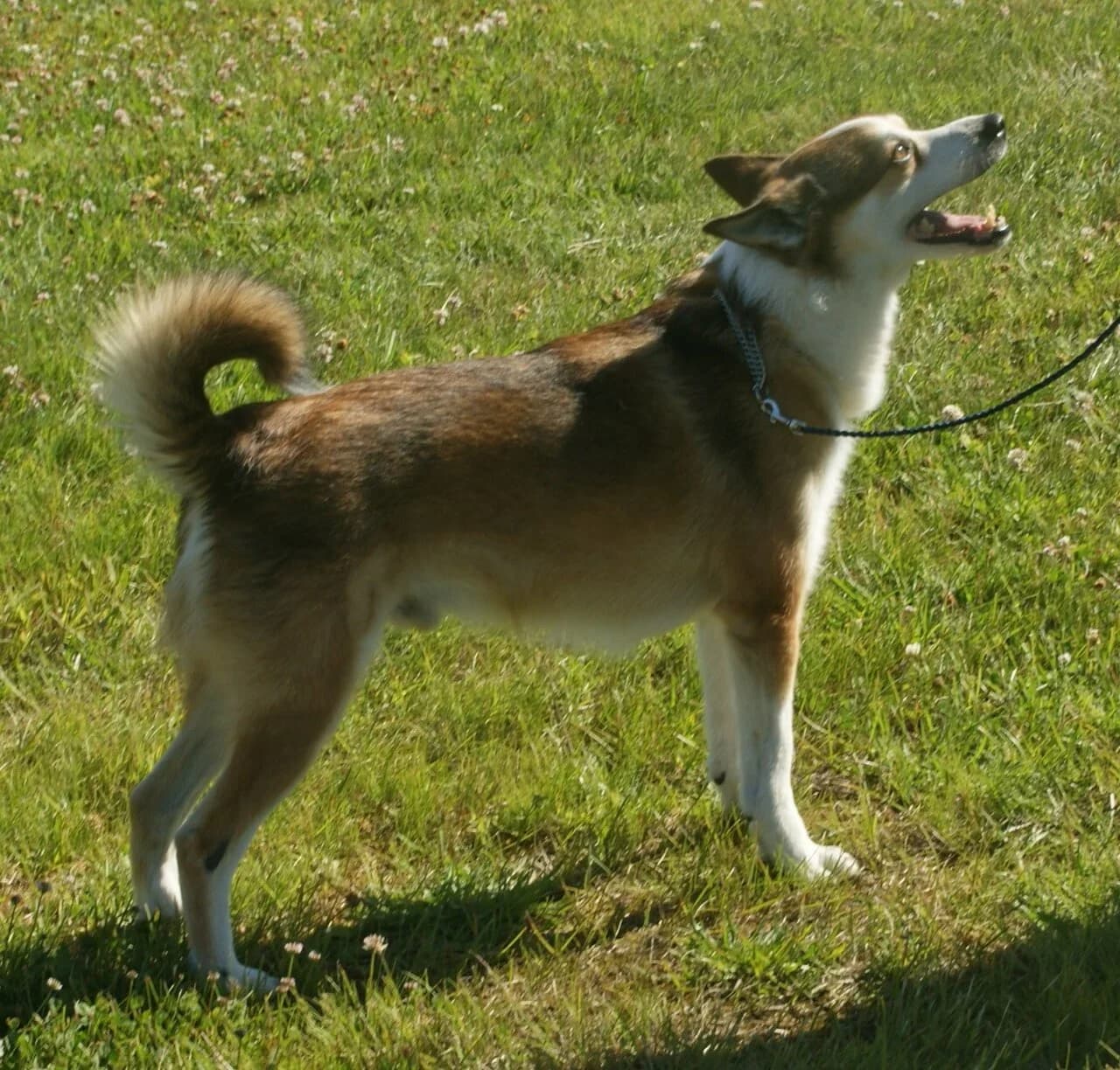 Norwegian Lundehund in a breed-specific portrait.