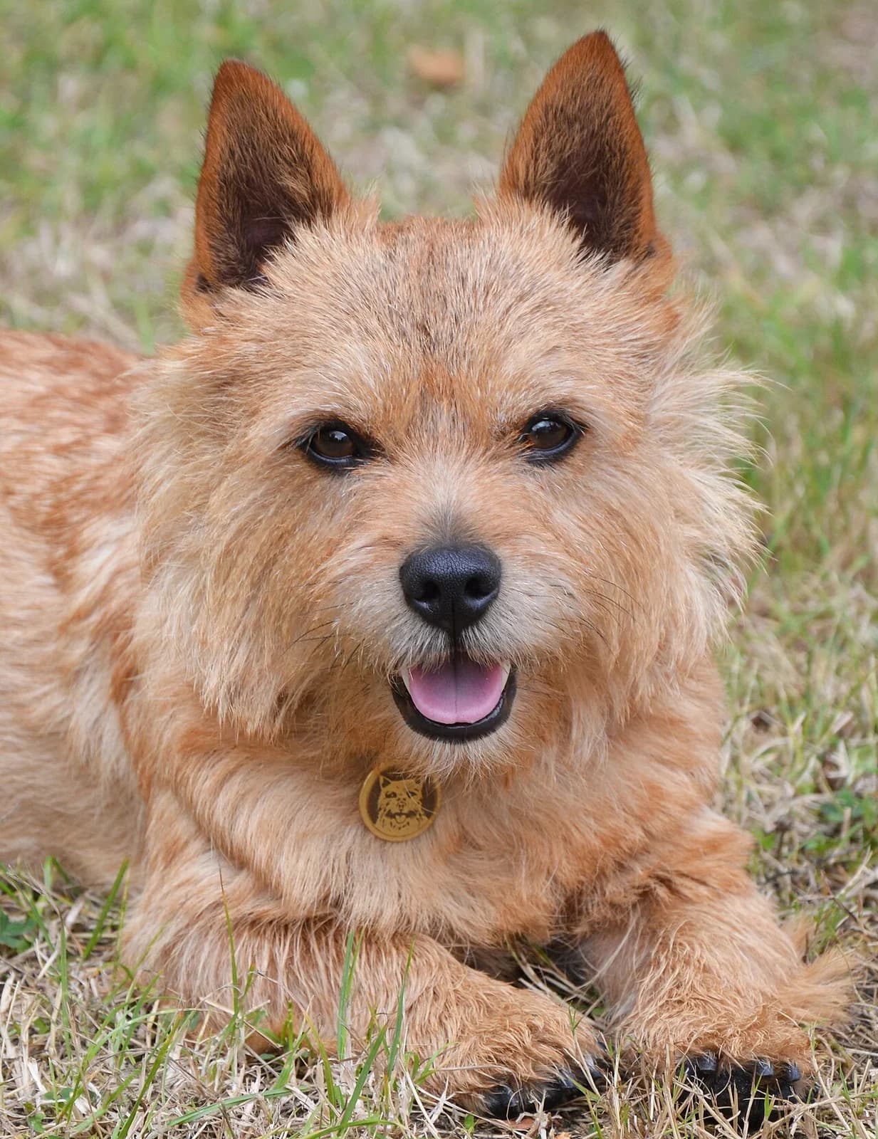 Norwich Terrier in a breed-specific portrait.