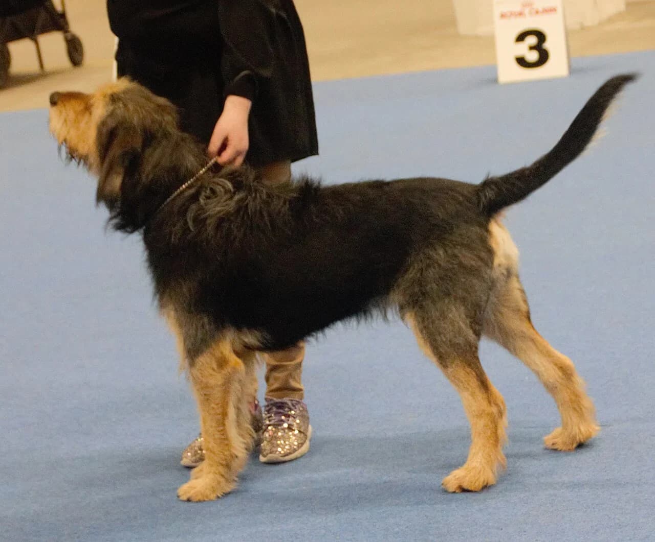 Otterhound in a breed-specific portrait.