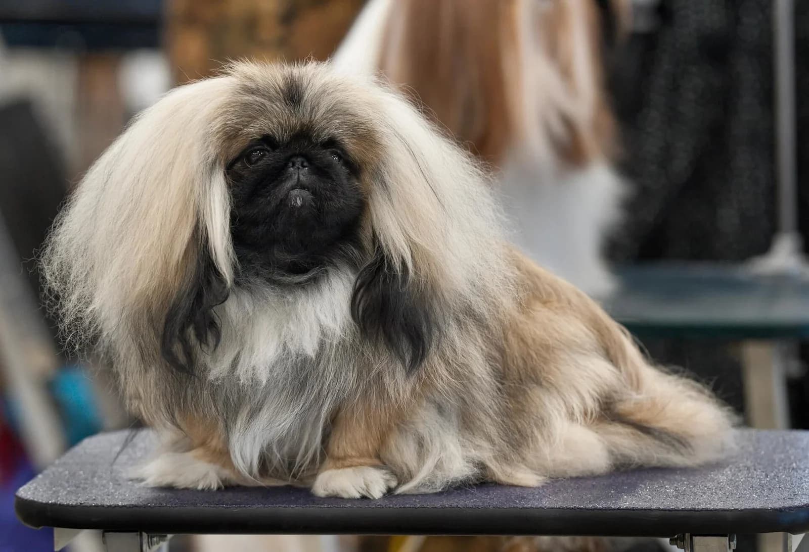 Pekingese with a long cream-and-black coat facing the camera at a dog show.