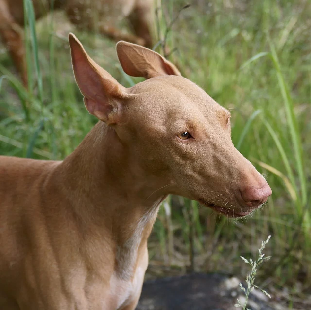 Pharaoh Hound in a breed-specific portrait.