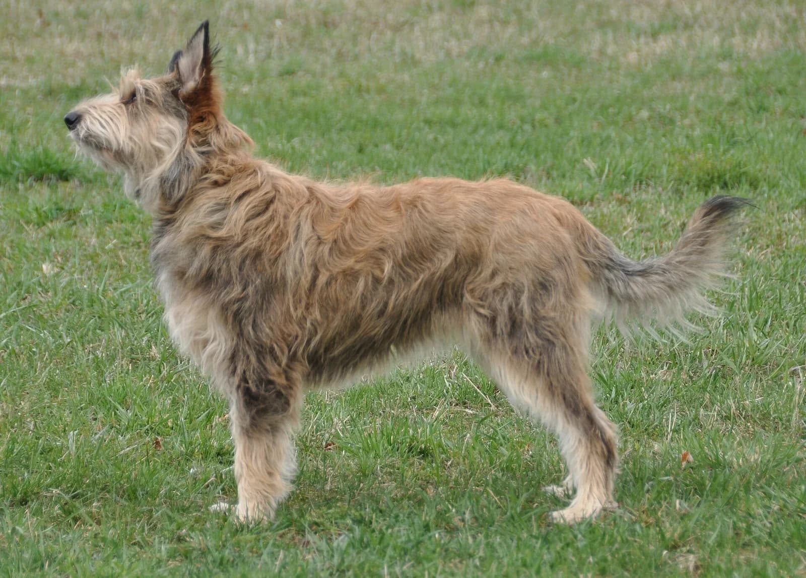 Picardy Sheepdog standing on grass with a shaggy fawn coat and upright ears.