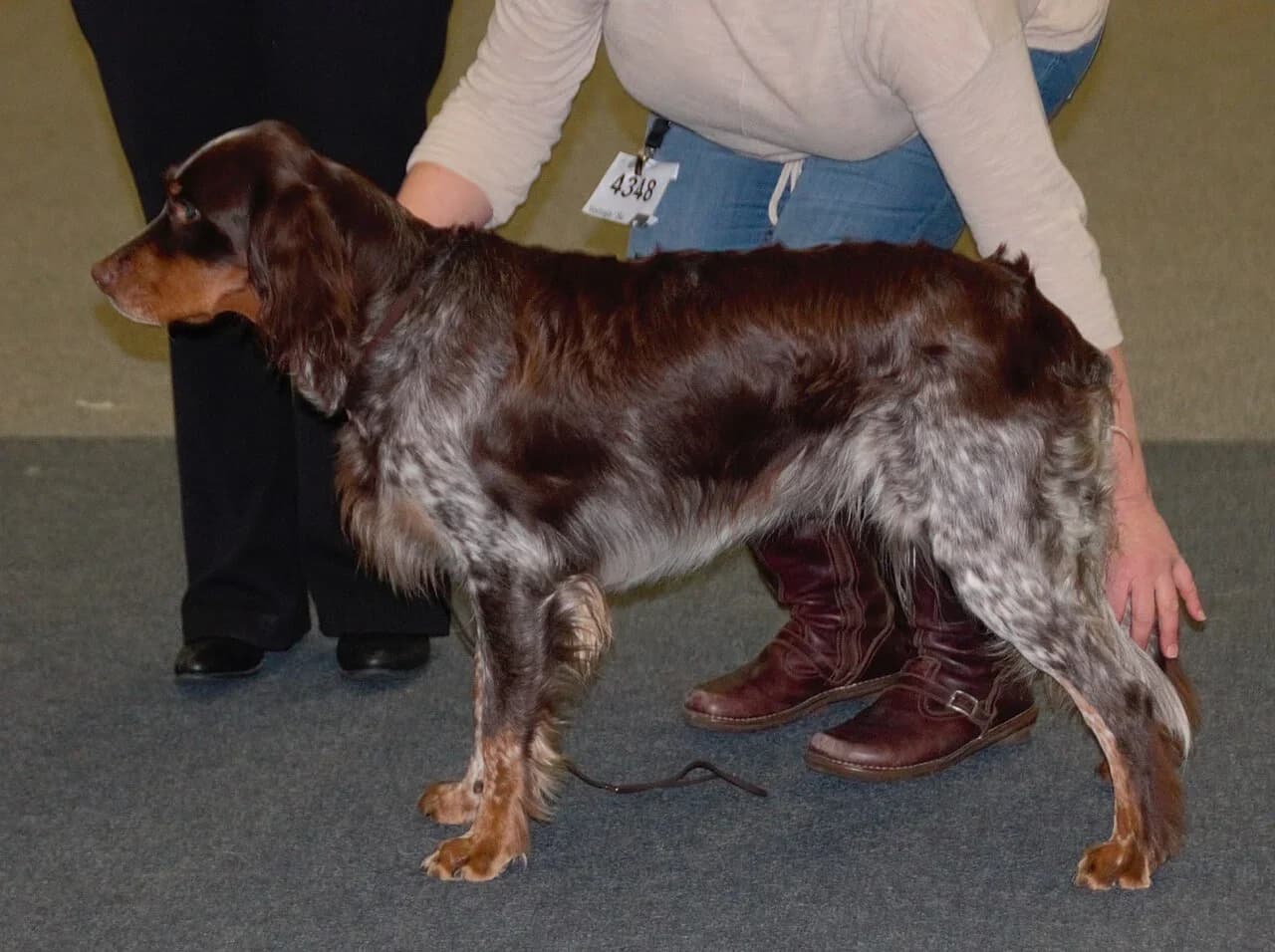 Picardy Spaniel in a breed-specific portrait.