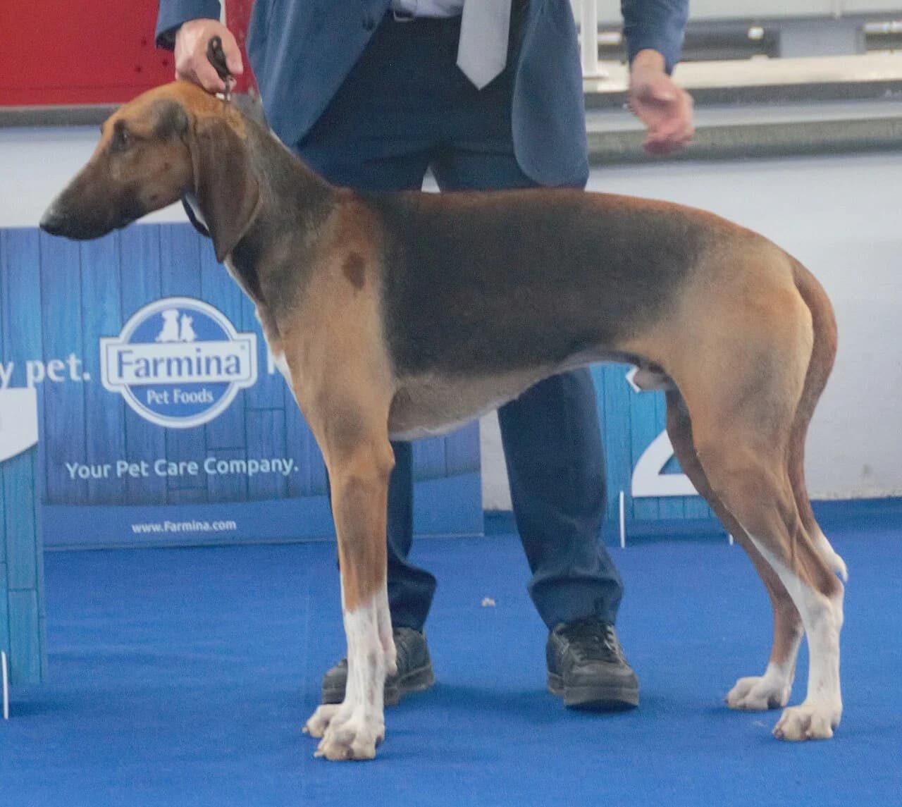 Poitevin in a breed-specific portrait.