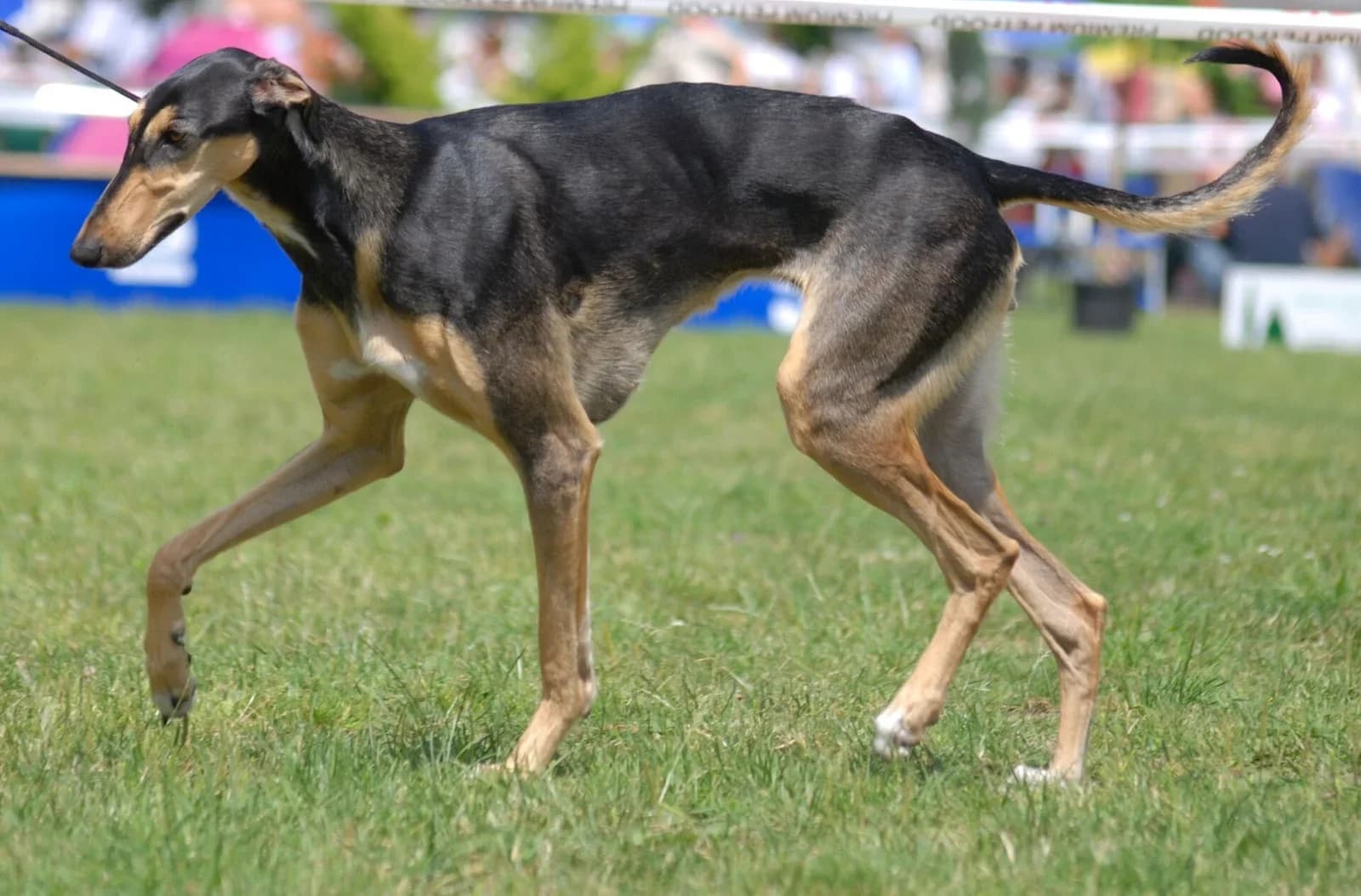 Polish Greyhound moving across a green show lawn, with a black-and-tan coat.