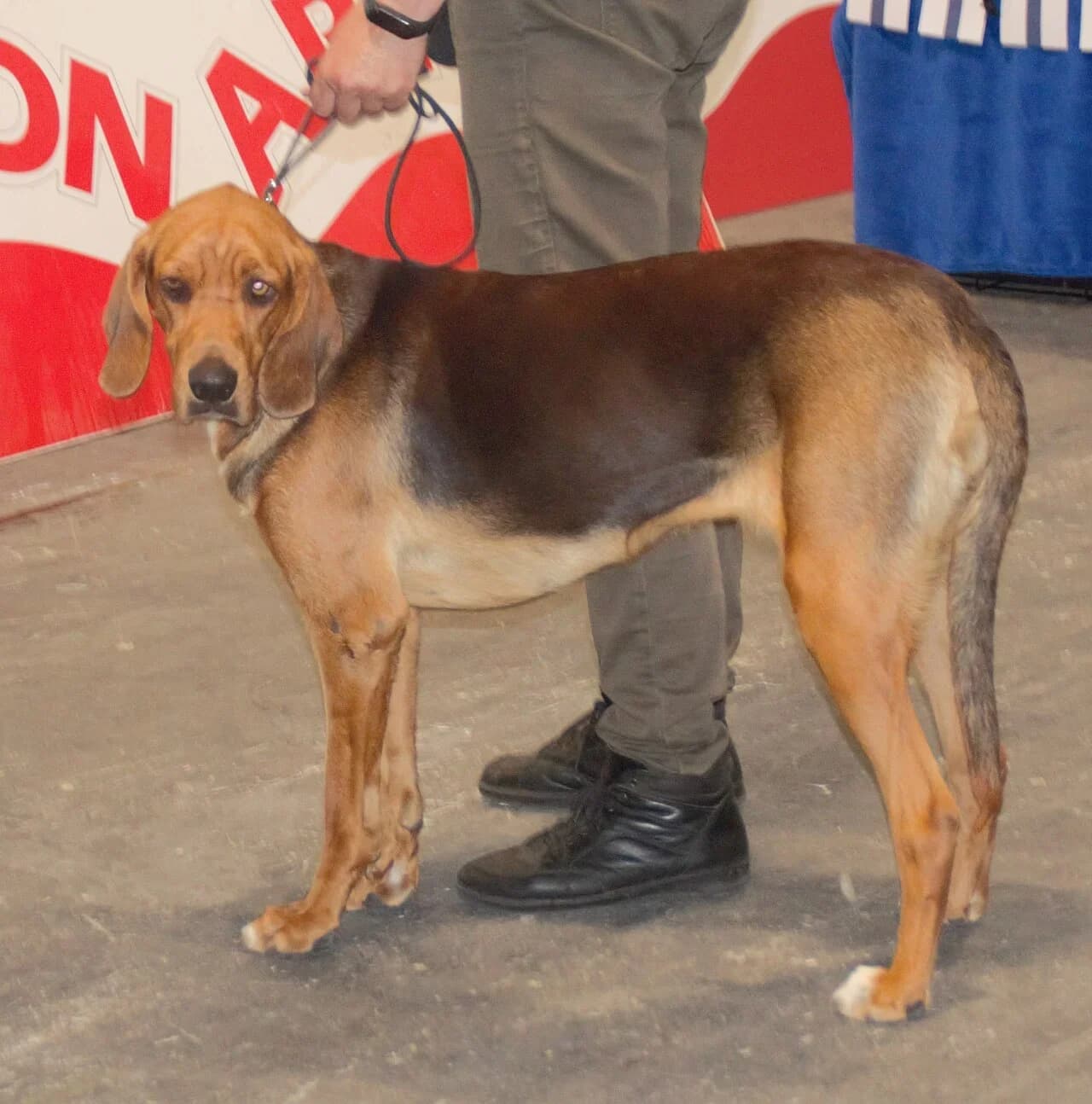 Polish Hound in a breed-specific portrait.