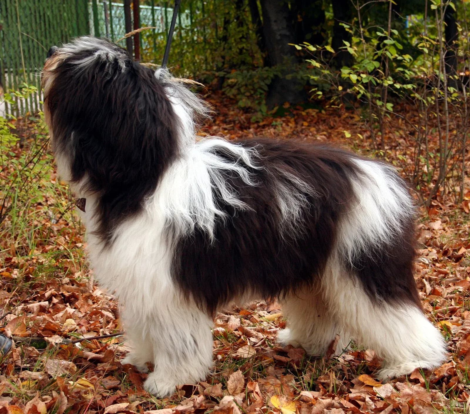 Black-and-white Polish Lowland Sheepdog standing among autumn leaves.