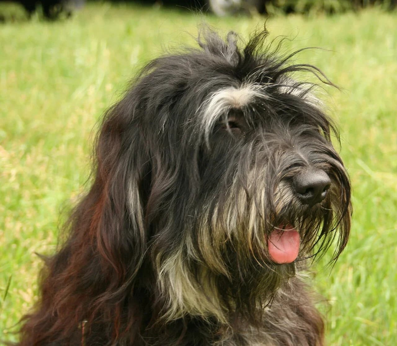 Portuguese Sheepdog in a breed-specific portrait.