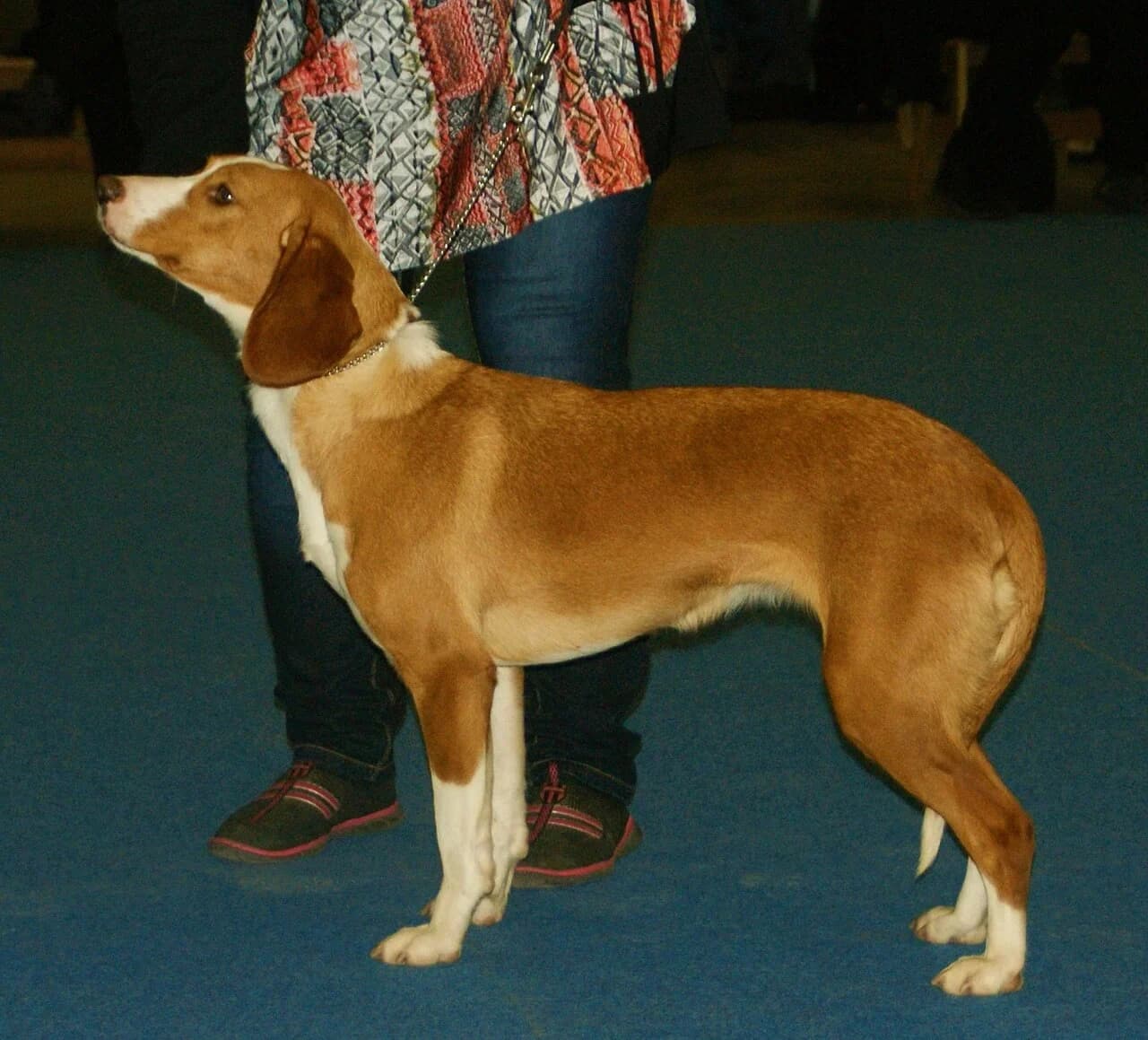 A Posavatz Hound in a posed show portrait.