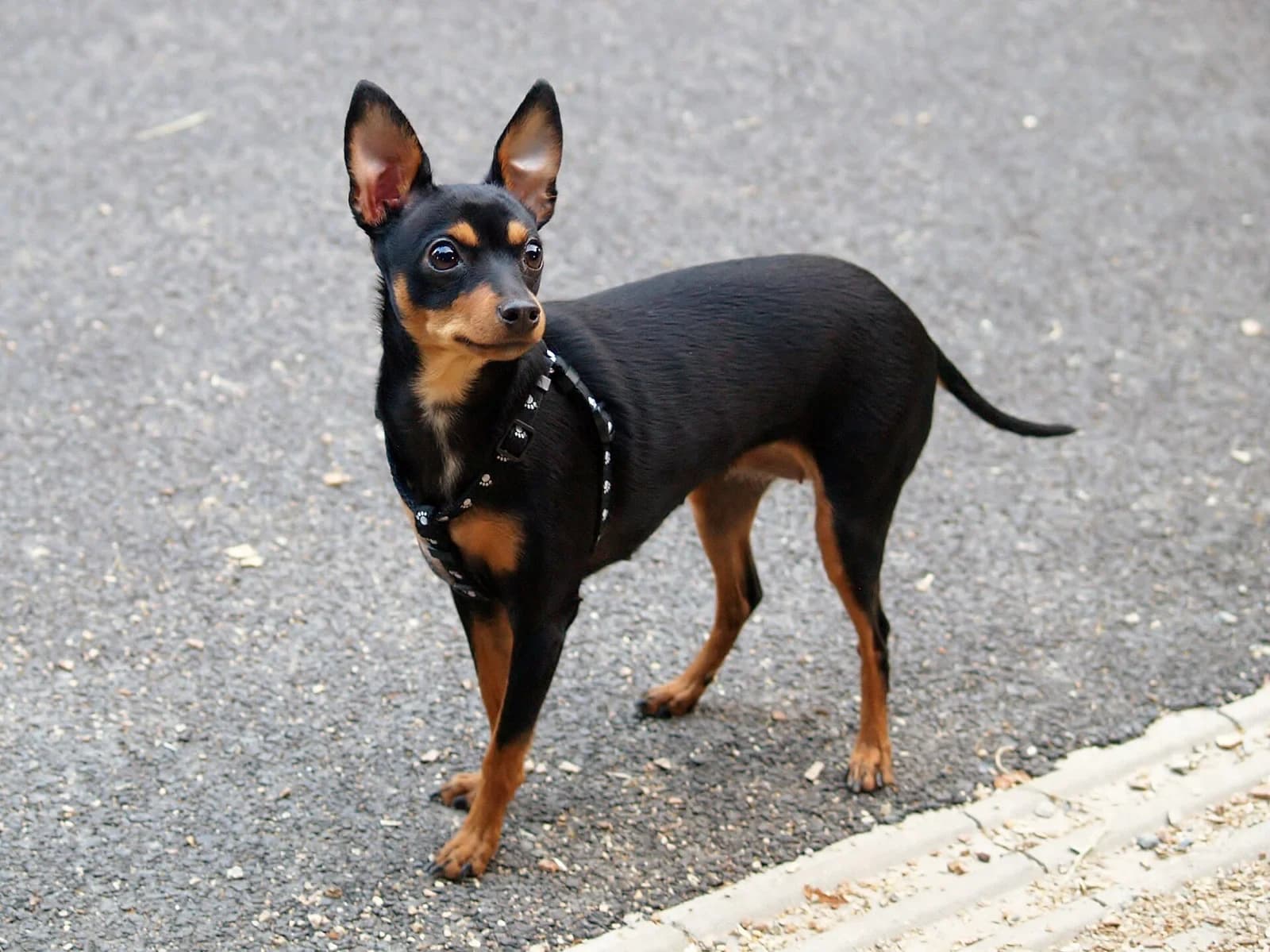 Black-and-tan Prague Ratter looking toward the camera with upright ears.