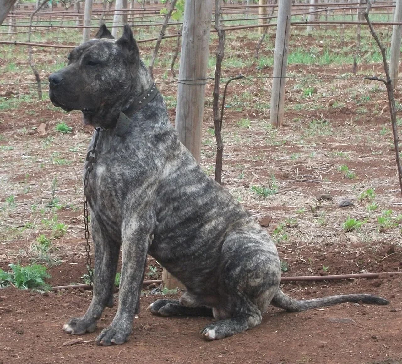 Presa Canario in a breed-specific portrait.