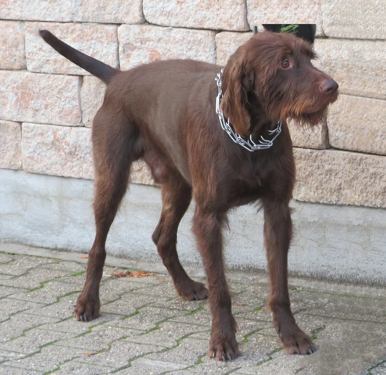 Pudelpointer in a breed-specific portrait.