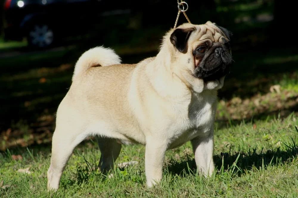 Fawn Pug standing on grass beneath a tree with a black facial mask.