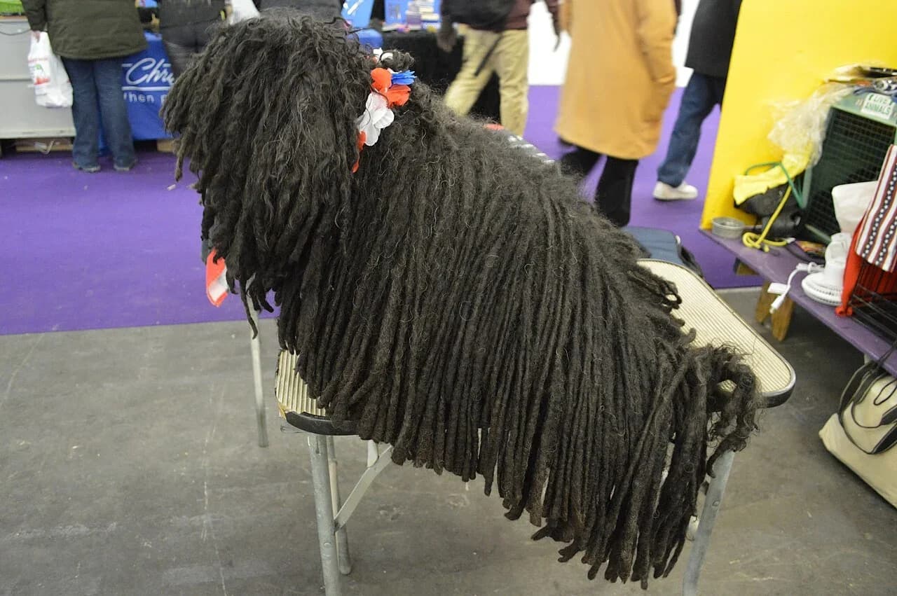 Puli in a breed-specific portrait.