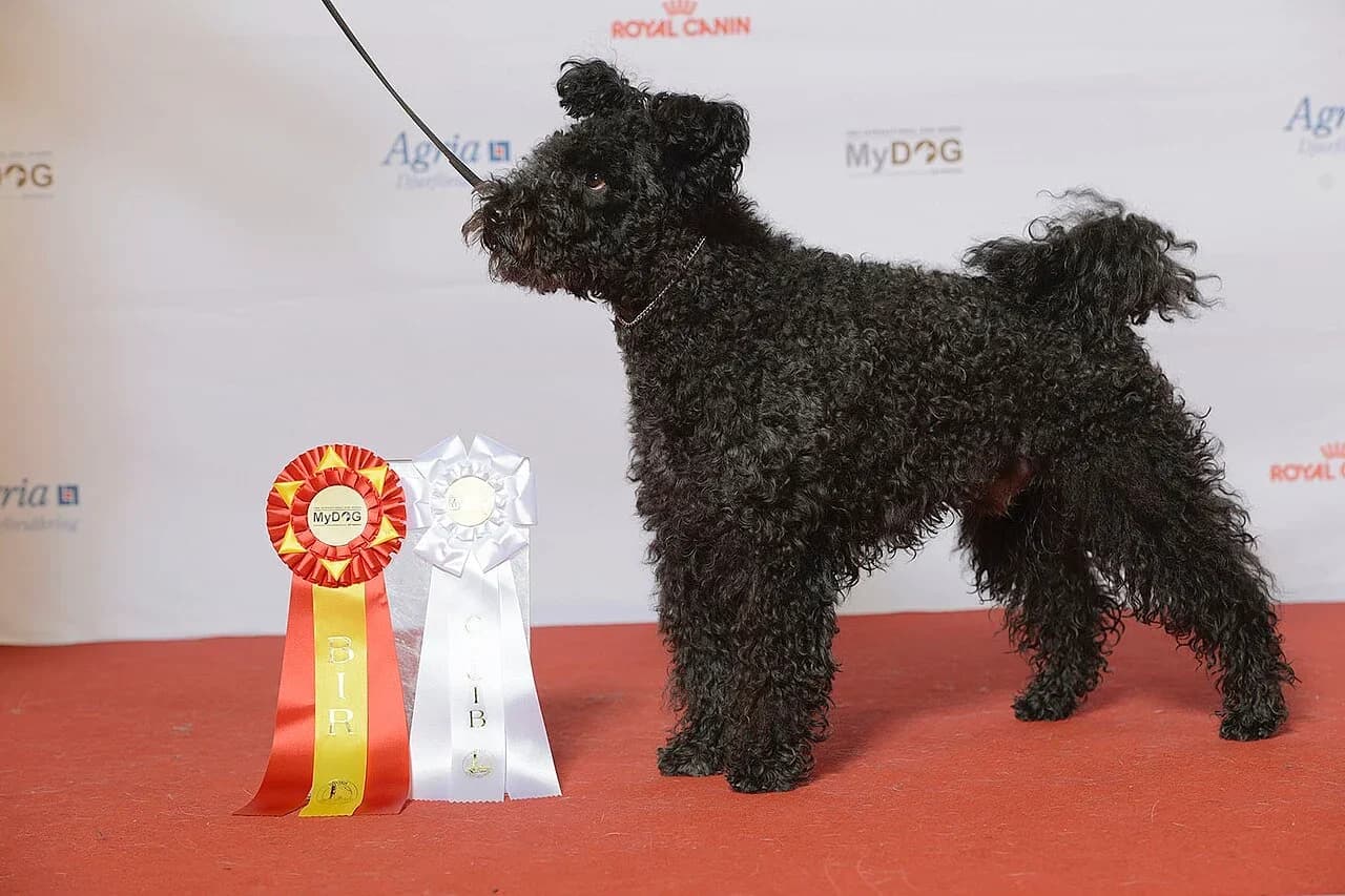Pumi in a breed-specific portrait.