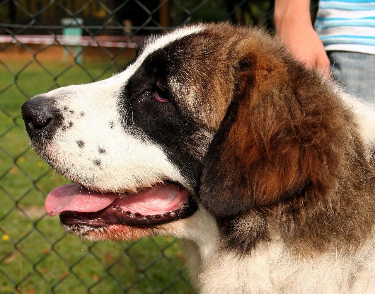 Pyrenean Mastiff in a breed-specific portrait.