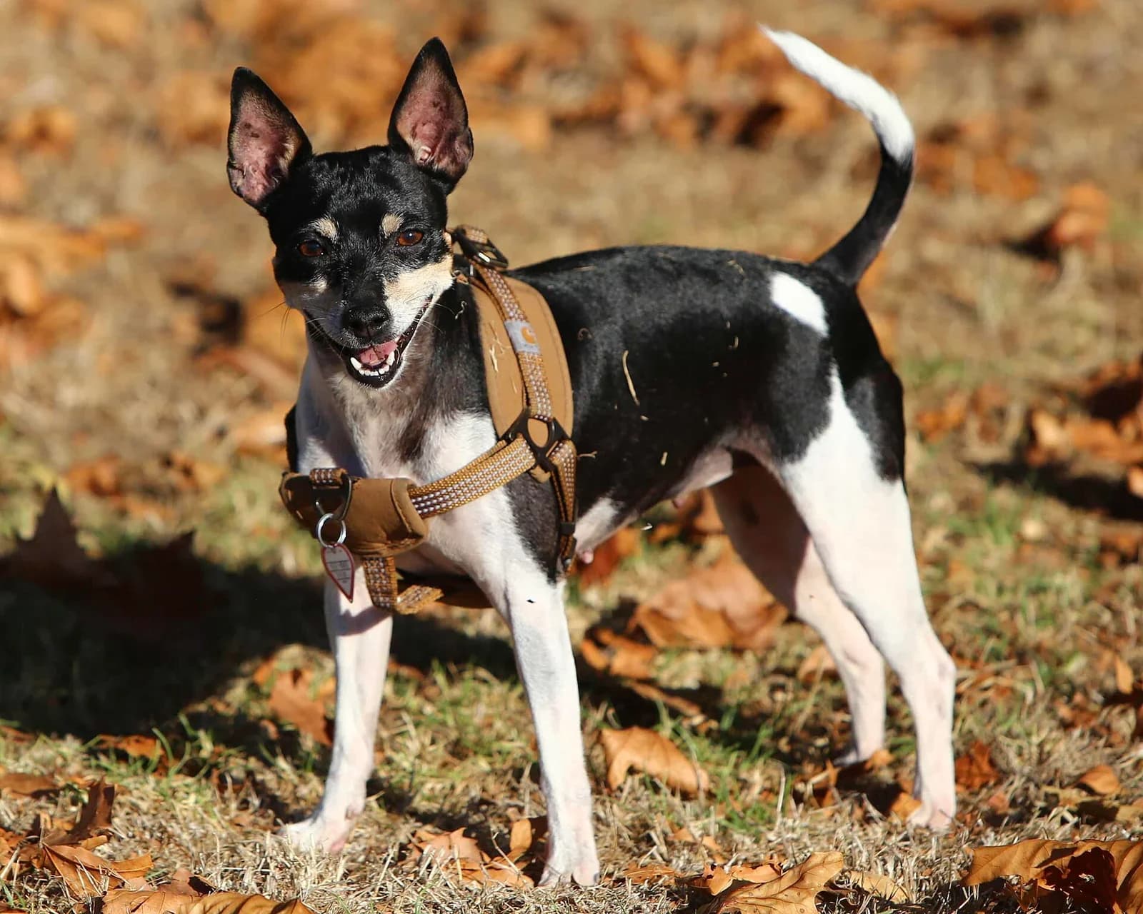 Tricolor Rat Terrier standing among autumn leaves and looking toward the camera.