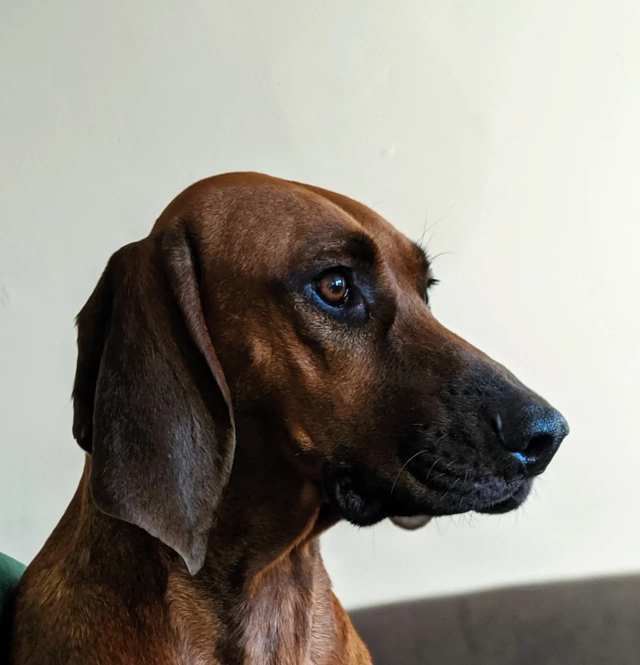 Redbone Coonhound in a breed-specific portrait.