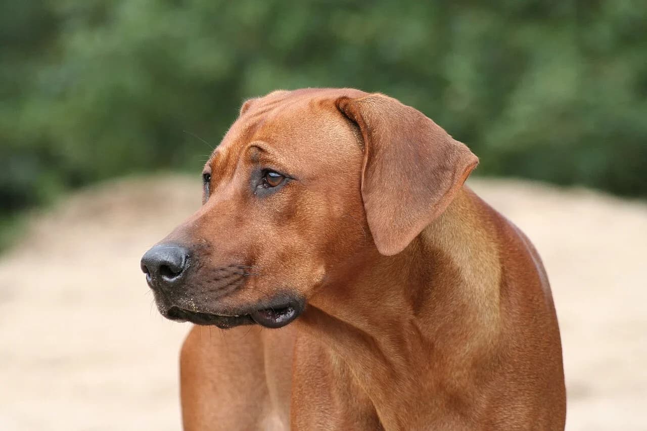 Rhodesian Ridgeback in a breed-specific portrait.