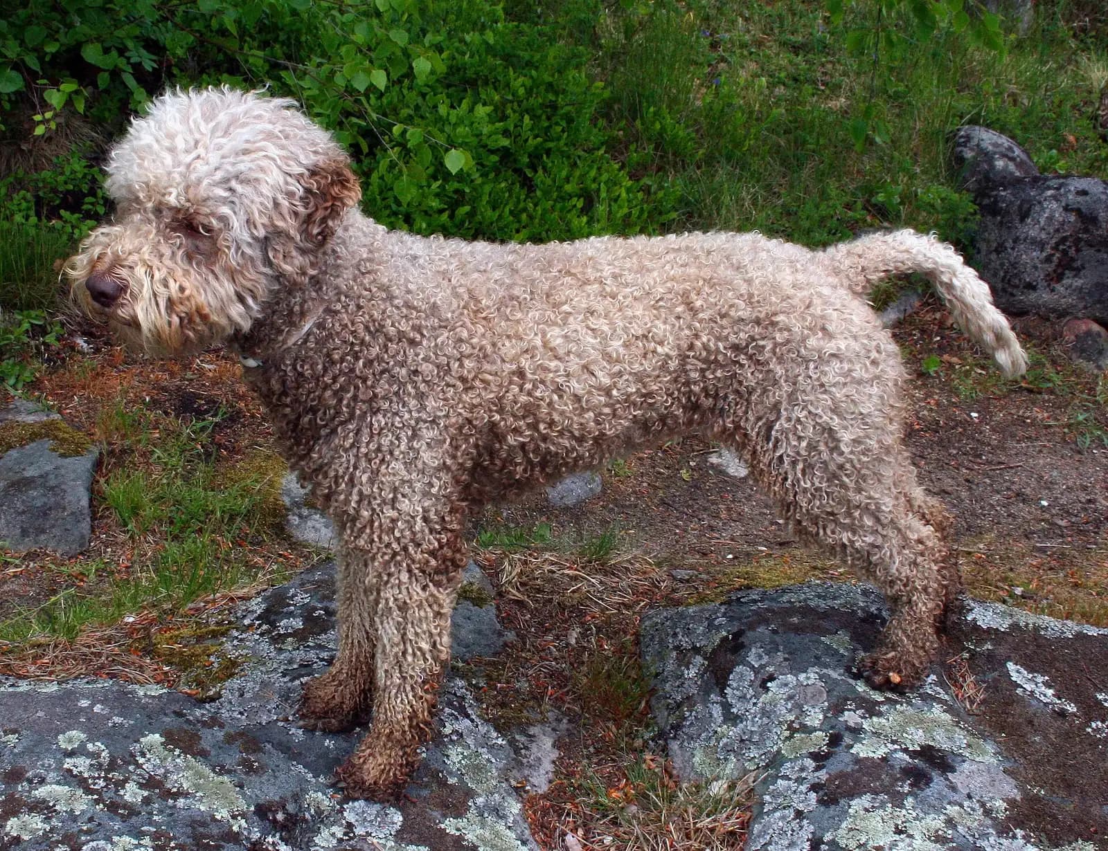 Romagna Water Dog with a curly cream-and-brown coat standing on woodland rocks.