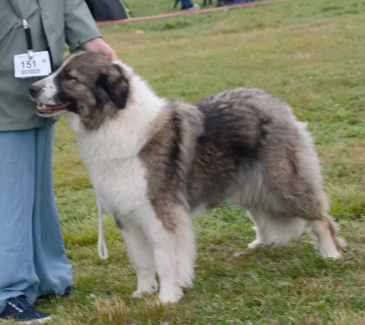 Romanian Carpathian Shepherd Dog in a breed-specific portrait.