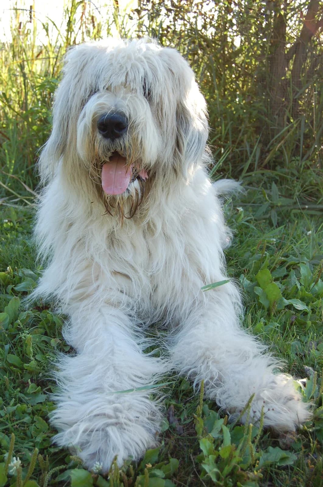 A Romanian Mioritic Shepherd sitting in a sunlit garden.
