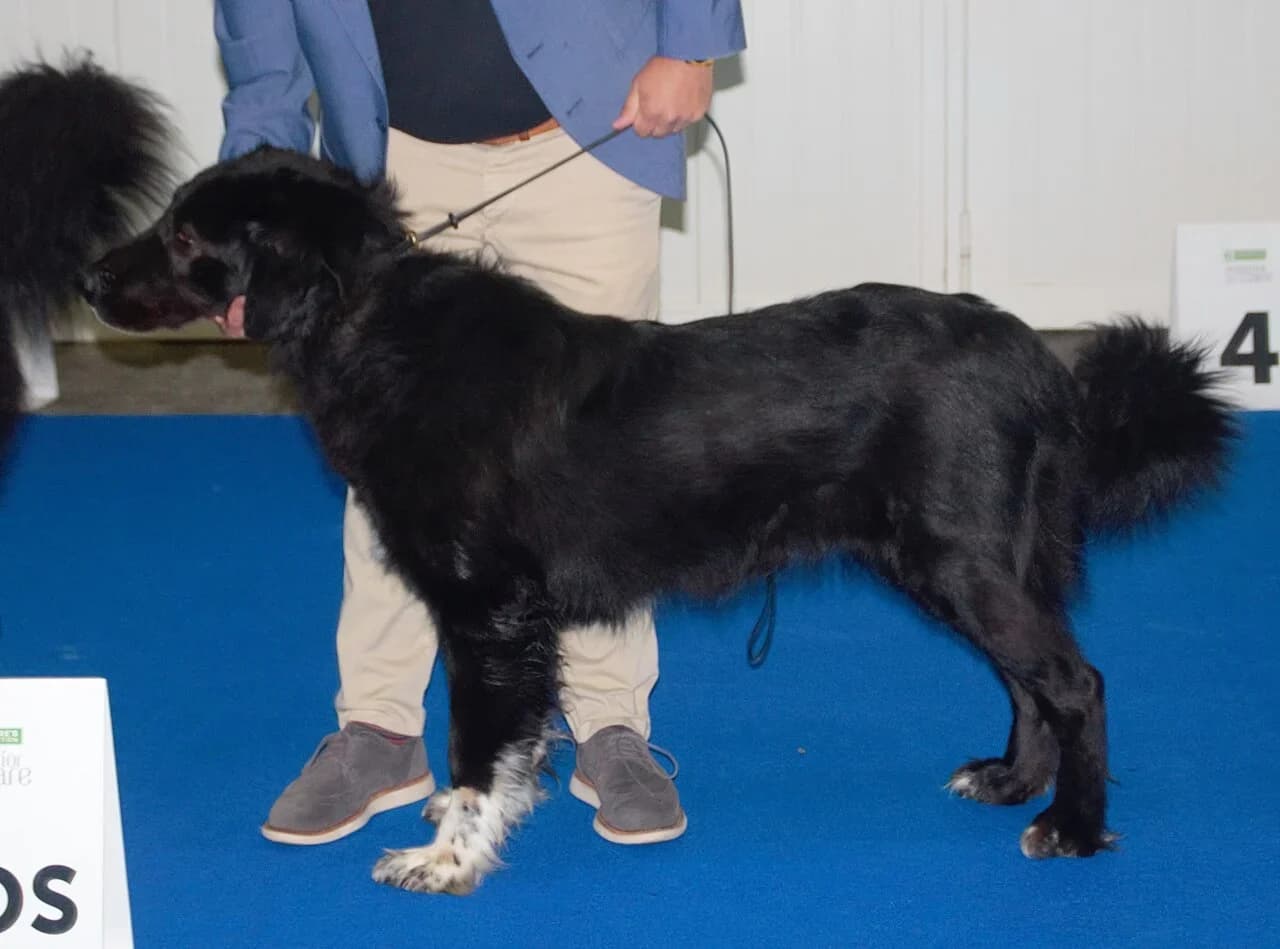 Romanian Raven Shepherd Dog in a breed-specific portrait.