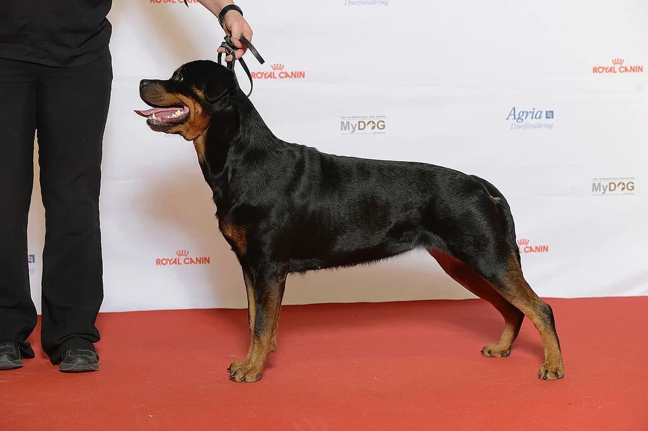 Rottweiler in a breed-specific portrait.