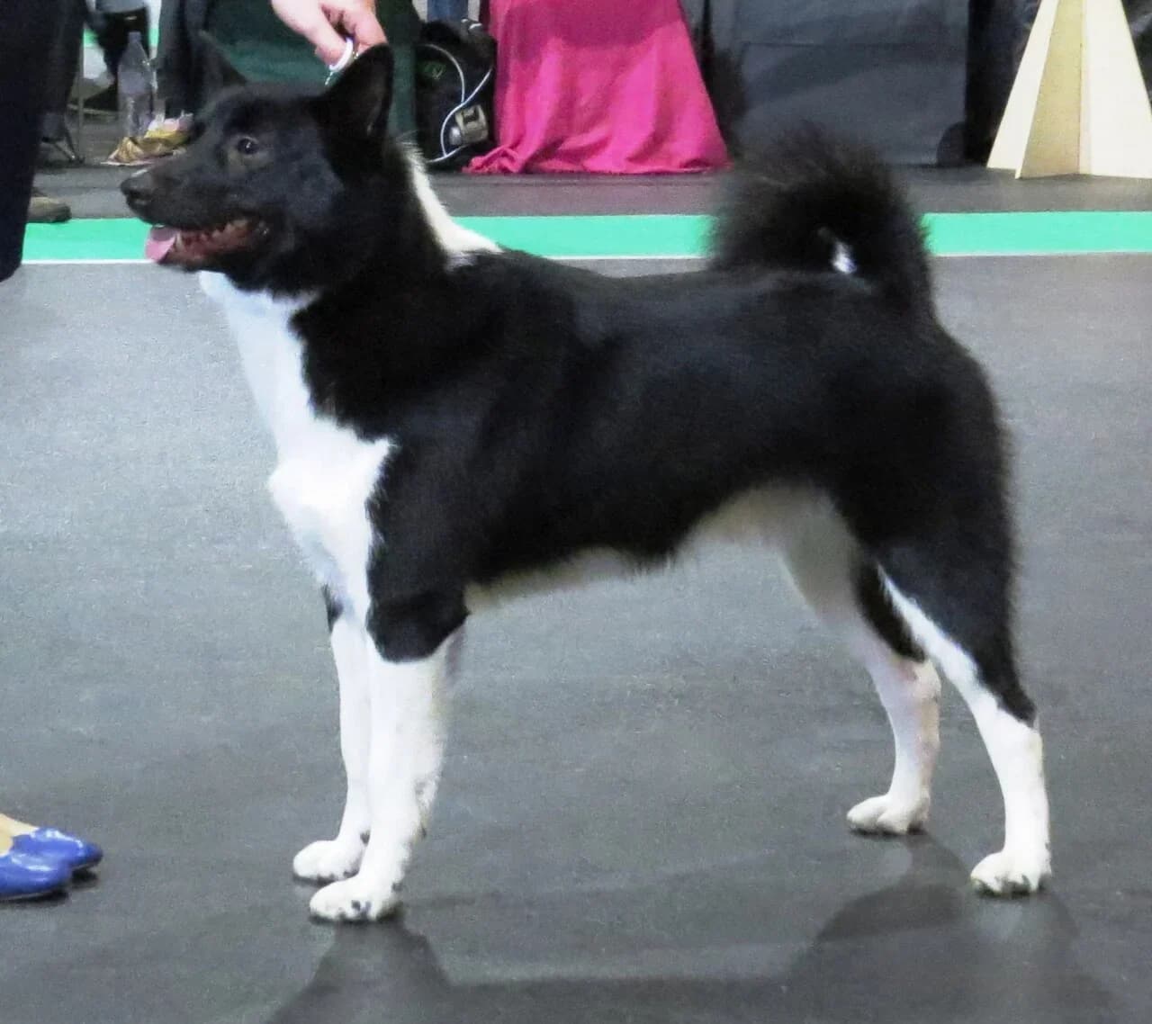 A Russian-European Laika in a posed show portrait.