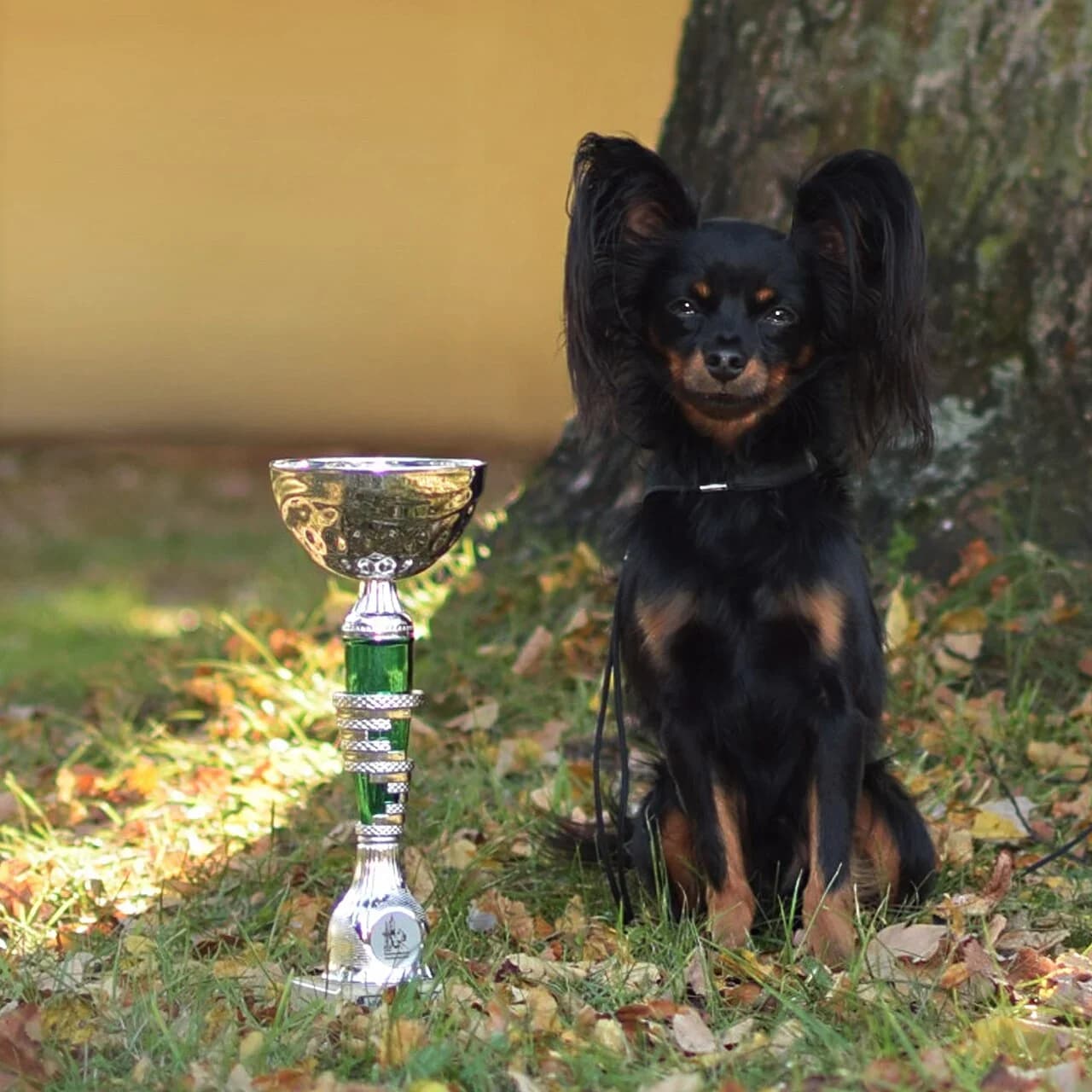 Russian Toy in a breed-specific portrait.