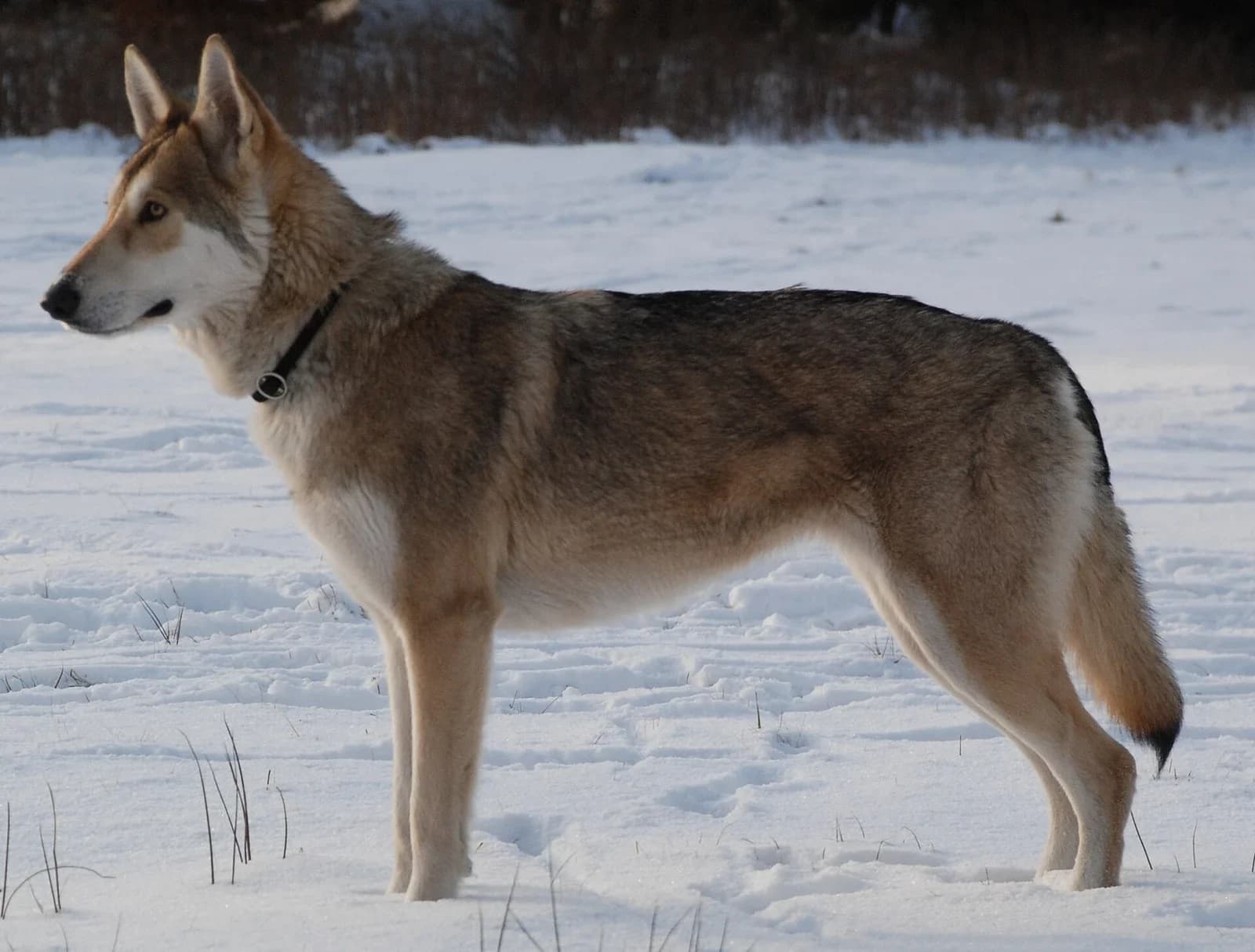 Saarloos Wolfhond standing in snow with a gray-and-brown coat.