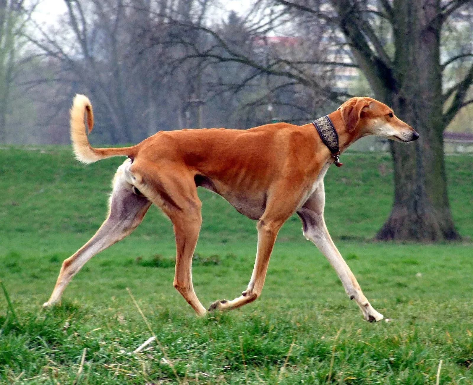 Smooth red Saluki moving across grass with a slender build and curved tail.