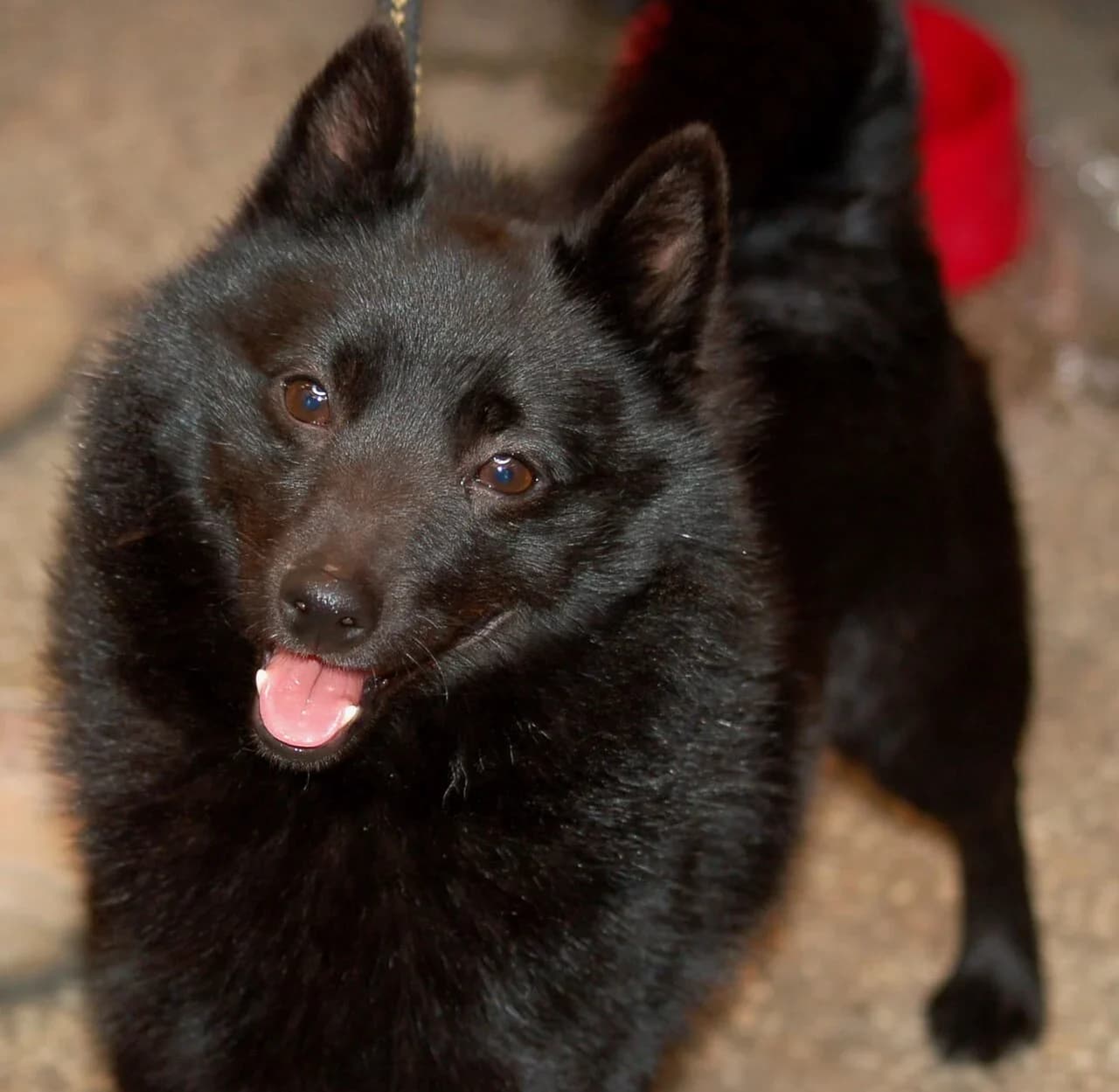 Schipperke in a breed-specific portrait.