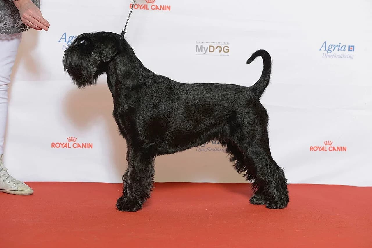 Schnauzer in a breed-specific portrait.