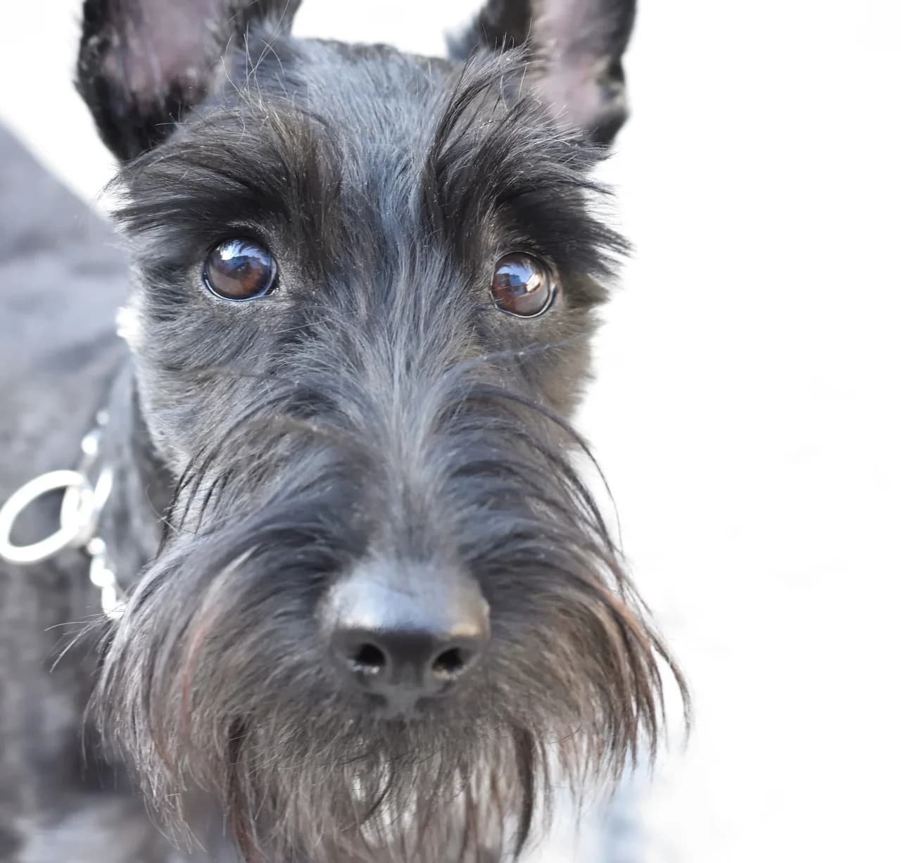Scottish Terrier in a breed-specific portrait.