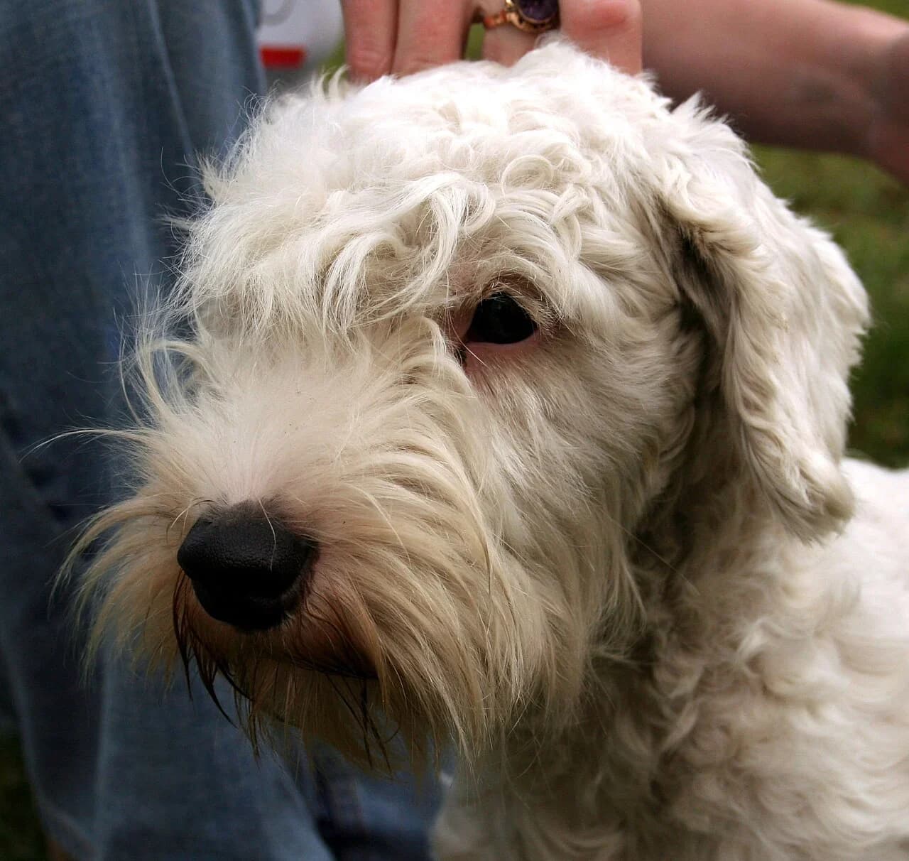 A white Sealyham Terrier with a expressive face at a dog show.