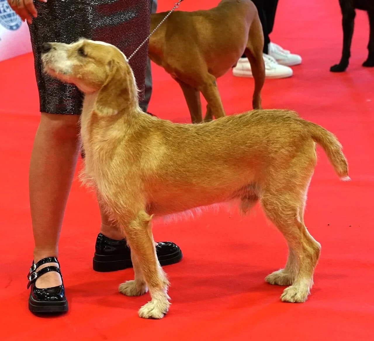Segugio Maremmano in a breed-specific portrait.