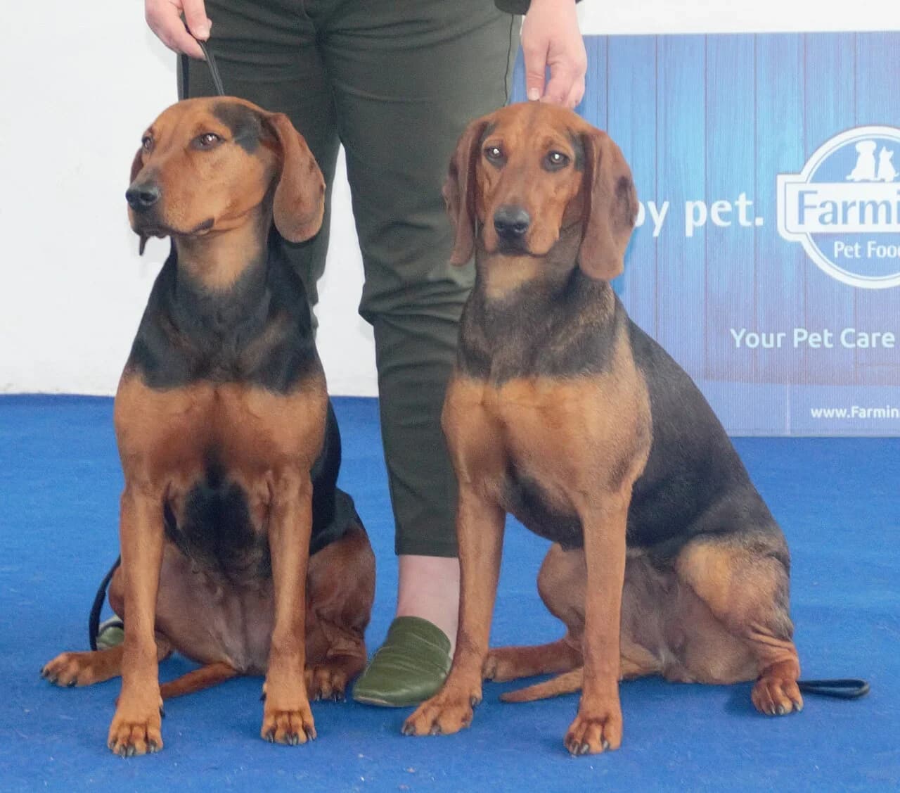 Serbian Hound in a breed-specific portrait.