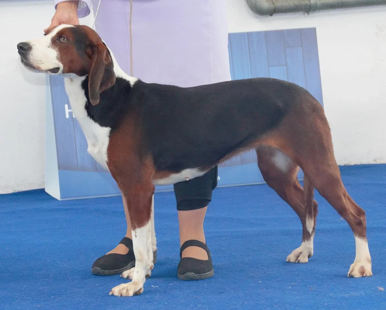 Serbian Tricolour Hound in a breed-specific portrait.